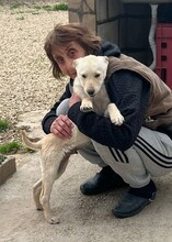 JAYKE, Hund, Mischlingshund in Bulgarien - Bild 5