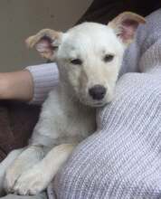 JAYKE, Hund, Mischlingshund in Bulgarien - Bild 6
