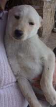 JAYKE, Hund, Mischlingshund in Bulgarien - Bild 7