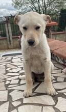 JAYKE, Hund, Mischlingshund in Bulgarien - Bild 8