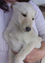 JAYKE, Hund, Mischlingshund in Suthfeld