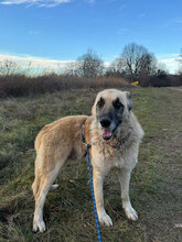 ARIES, Hund, Deutscher Schäferhund in Rumänien - Bild 1