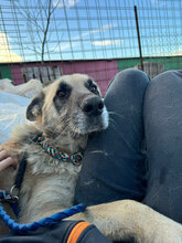 ARIES, Hund, Deutscher Schäferhund in Rumänien - Bild 2