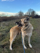 ARIES, Hund, Deutscher Schäferhund in Rumänien - Bild 4