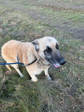 ARIES, Hund, Deutscher Schäferhund in Rumänien - Bild 5
