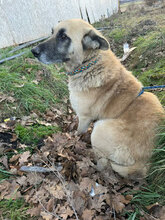 ARIES, Hund, Deutscher Schäferhund in Rumänien - Bild 6