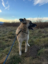 ARIES, Hund, Deutscher Schäferhund in Rumänien - Bild 7