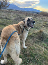 ARIES, Hund, Deutscher Schäferhund in Rumänien - Bild 8