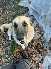 ARIES, Hund, Deutscher Schäferhund in Rumänien - Bild 9