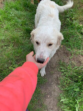 HARRY, Hund, Mischlingshund in Rumänien - Bild 2
