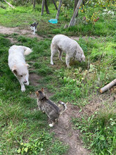 HARRY, Hund, Mischlingshund in Rumänien - Bild 3