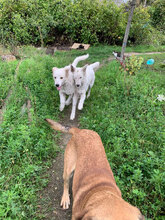 HARRY, Hund, Mischlingshund in Rumänien - Bild 6