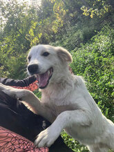 RON, Hund, Mischlingshund in Rumänien - Bild 1