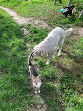 RON, Hund, Mischlingshund in Rumänien - Bild 2
