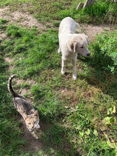 RON, Hund, Mischlingshund in Rumänien - Bild 3