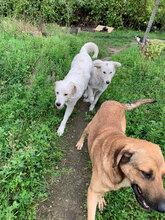 RON, Hund, Mischlingshund in Rumänien - Bild 4