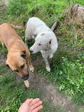 RON, Hund, Mischlingshund in Rumänien - Bild 5