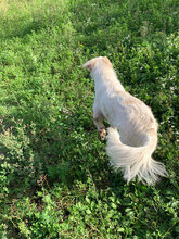 RON, Hund, Mischlingshund in Rumänien - Bild 6