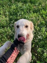 RON, Hund, Mischlingshund in Rumänien - Bild 7