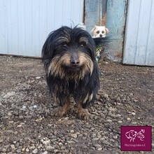 CORLEONE, Hund, Mischlingshund in Rumänien - Bild 1