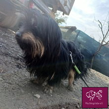 CORLEONE, Hund, Mischlingshund in Rumänien - Bild 4