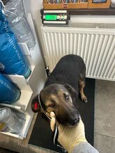 LADY, Hund, Mischlingshund in Rumänien - Bild 2