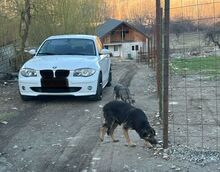 LADY, Hund, Mischlingshund in Rumänien - Bild 3