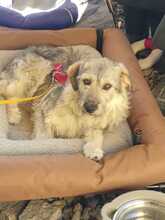 KATHI, Hund, Mischlingshund in Borna - Bild 1