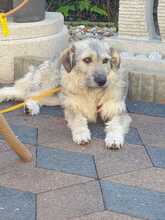 KATHI, Hund, Mischlingshund in Borna - Bild 2