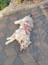 KATHI, Hund, Mischlingshund in Borna - Bild 3