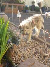 KATHI, Hund, Mischlingshund in Borna - Bild 4