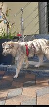 KATHI, Hund, Mischlingshund in Borna - Bild 5