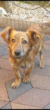 MINAKO, Hund, Mischlingshund in Borna - Bild 1