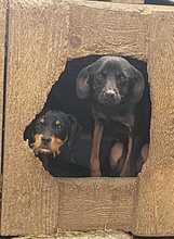 HILDA, Hund, Mischlingshund in Rumänien - Bild 1
