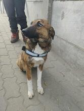 LISA, Hund, Deutscher Schäferhund in Willich - Bild 11