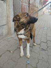 LISA, Hund, Deutscher Schäferhund in Willich - Bild 12