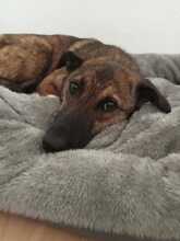 LISA, Hund, Deutscher Schäferhund in Willich - Bild 13