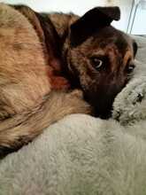 LISA, Hund, Deutscher Schäferhund in Willich - Bild 14