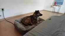 LISA, Hund, Deutscher Schäferhund in Willich - Bild 16