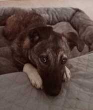 LISA, Hund, Deutscher Schäferhund in Willich - Bild 3