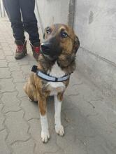 LISA, Hund, Deutscher Schäferhund in Willich - Bild 4