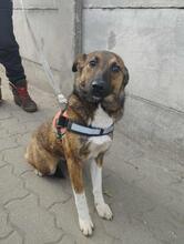 LISA, Hund, Deutscher Schäferhund in Willich - Bild 6