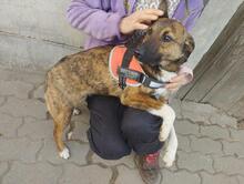 LISA, Hund, Deutscher Schäferhund in Willich - Bild 7