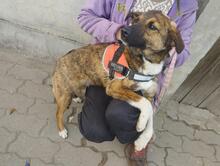 LISA, Hund, Deutscher Schäferhund in Willich - Bild 8