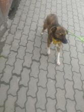 LISA, Hund, Deutscher Schäferhund in Willich - Bild 9