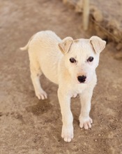 ELISA, Hund, Mischlingshund in Griechenland - Bild 2
