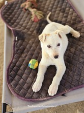 ELISA, Hund, Mischlingshund in Griechenland - Bild 4