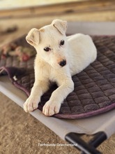 ELISA, Hund, Mischlingshund in Griechenland - Bild 5
