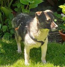 AMALIA, Hund, Mischlingshund in Niederkassel - Bild 1