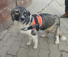 AMALIA, Hund, Mischlingshund in Niederkassel - Bild 10